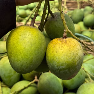 হিম সাগর আম